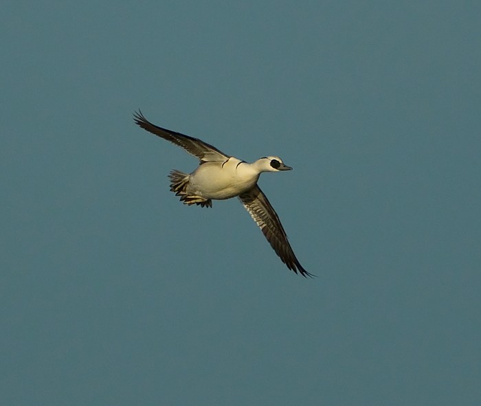 Smew