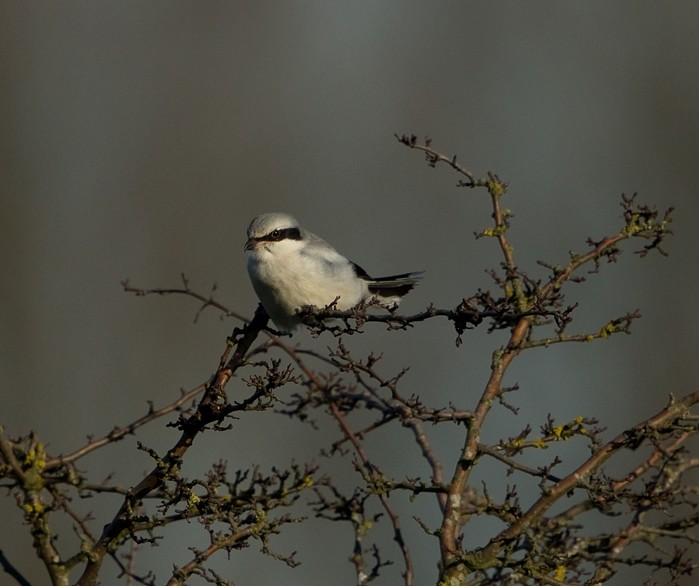 Great Grey Shrike