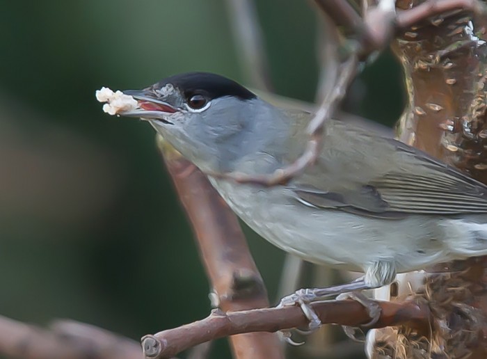 Blackcap