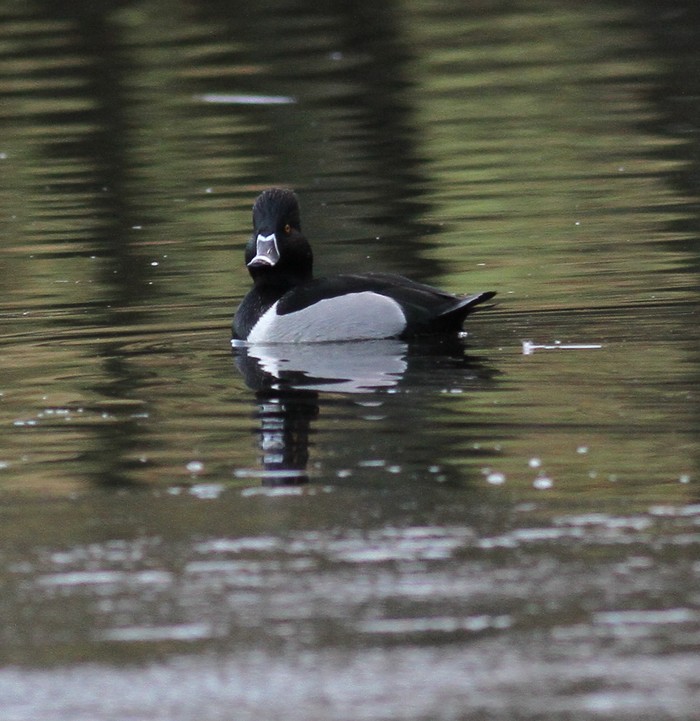 Ring-necked Duck