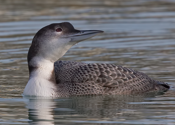 Great Northern Diver