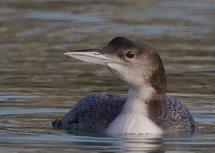 Great Northern Diver