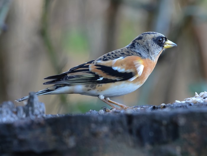 Brambling