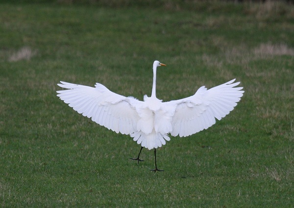 Great White Egret