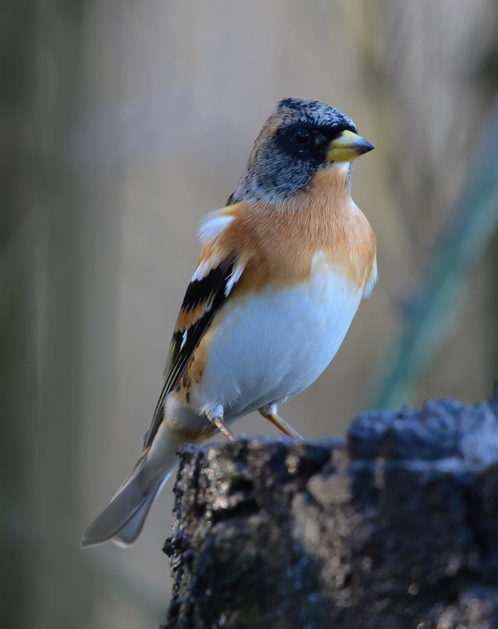 Brambling