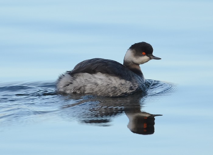 Black-necked Grebe