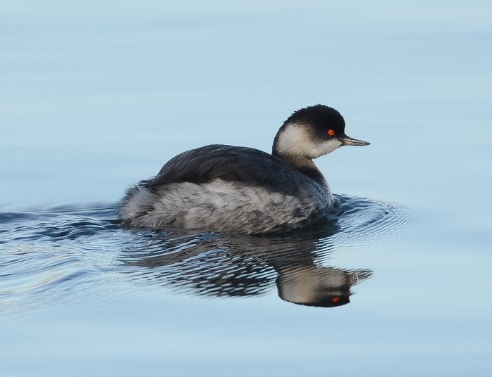 Black-necked Grebe