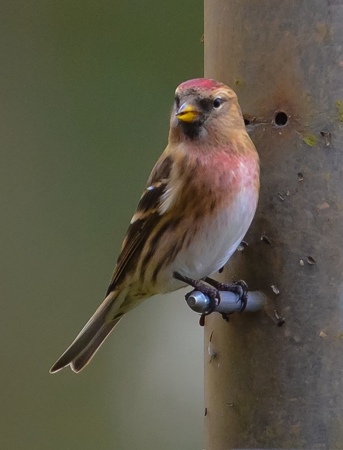 Lesser Redpoll