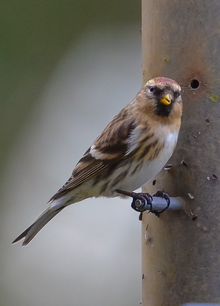 Lesser Redpoll