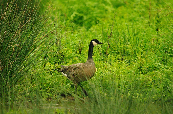 Ridgway's Cackling Goose