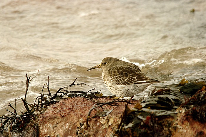 Purple Sandpiper