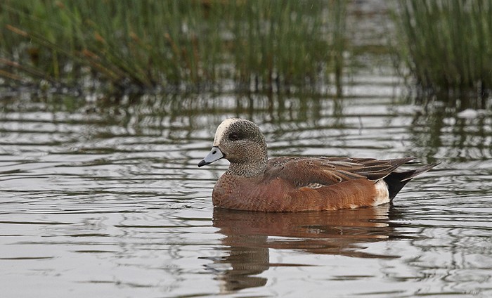 American Wigeon
