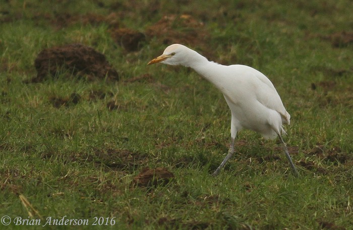 Cattle Egret