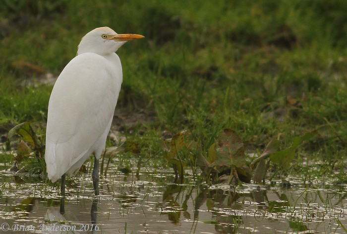 Cattle Egret