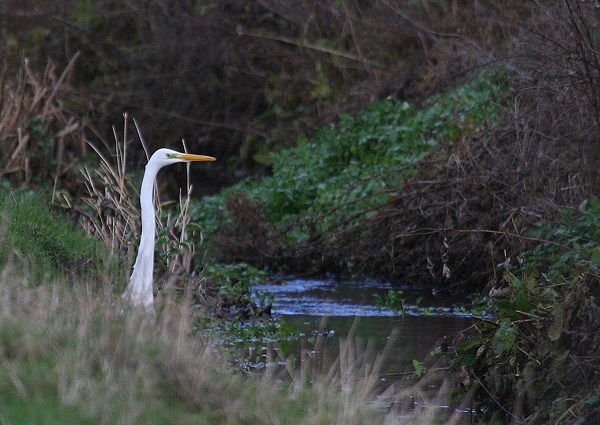 Great White Egret