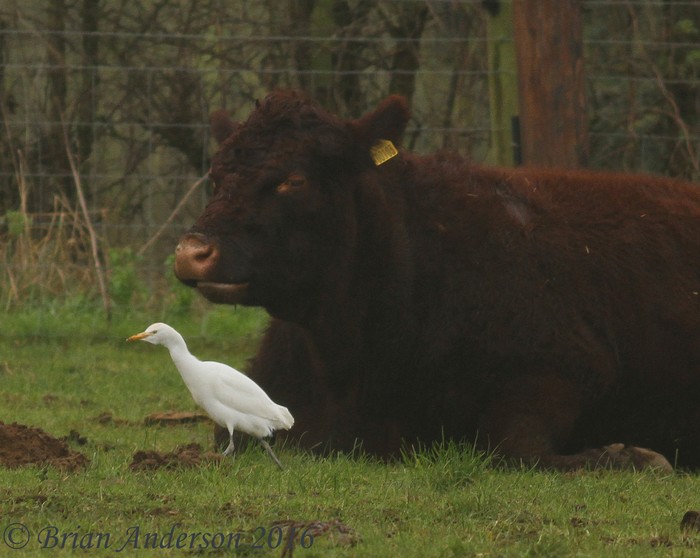 Cattle Egret