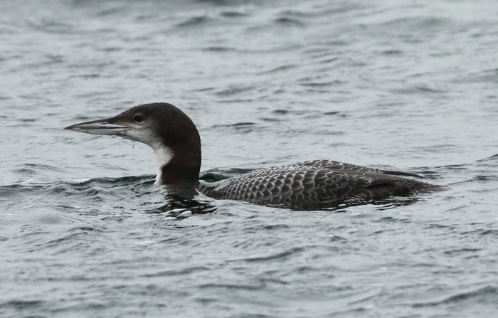Great Northern Diver