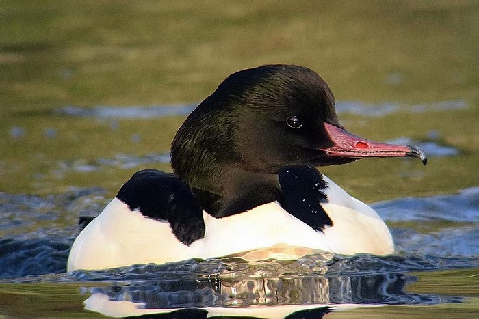Goosander