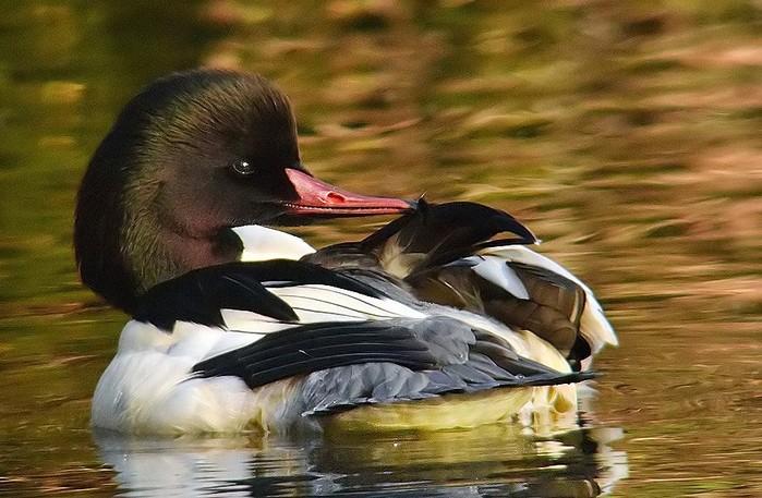Goosander