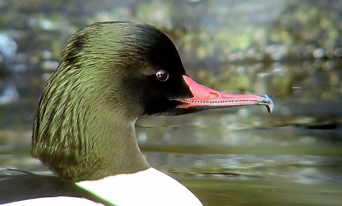Goosander