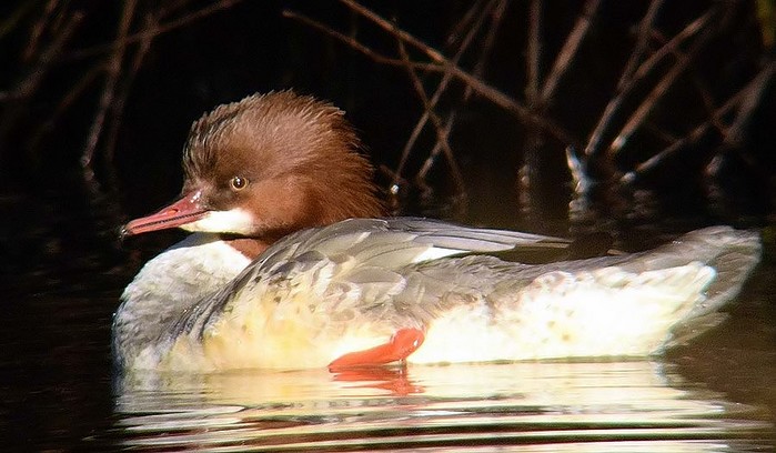 Goosander