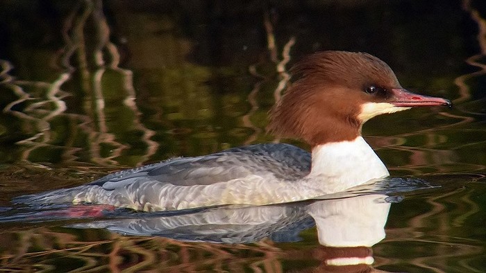 Goosander