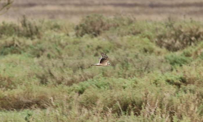 Pallid Harrier