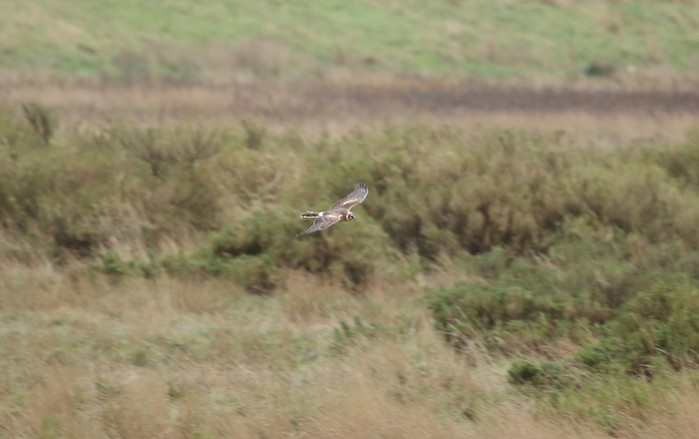Pallid Harrier