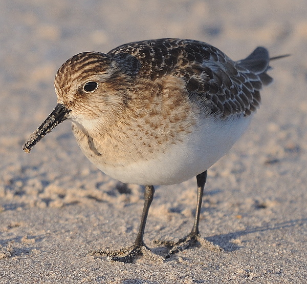 Baird's Sandpiper