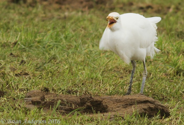 Cattle Egret