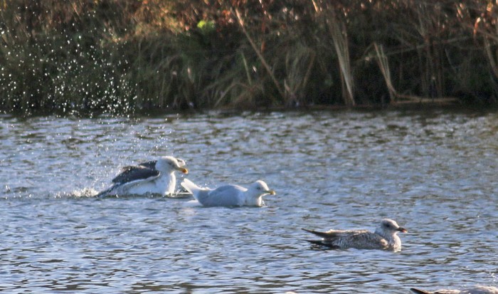 Iceland Gull