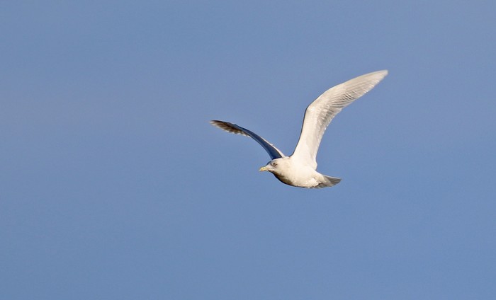 Iceland Gull