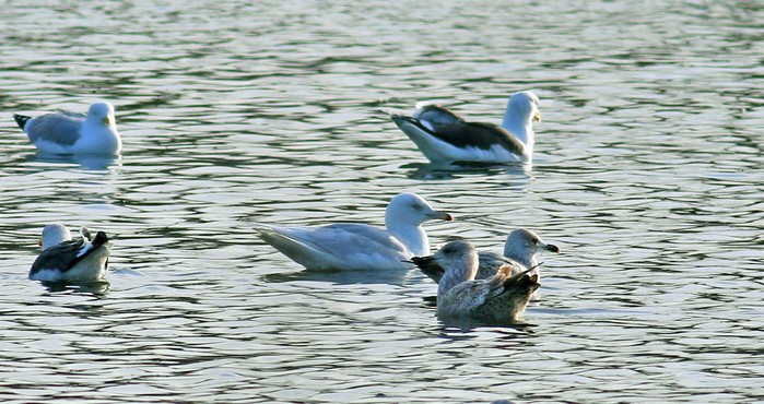 Glaucous Gull