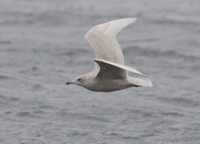 Iceland Gull
