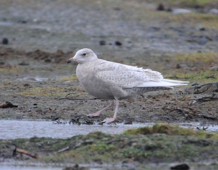 Iceland Gull