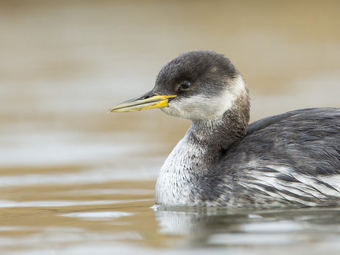 Red-necked Grebe