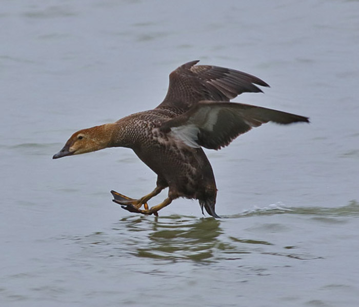 King Eider
