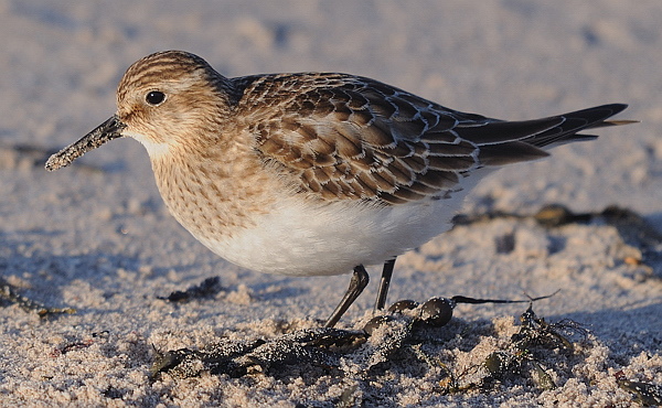 Baird's Sandpiper