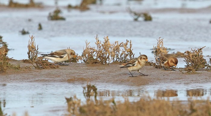 Snow Bunting