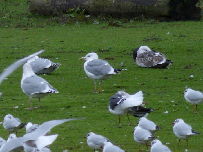 Caspian Gull