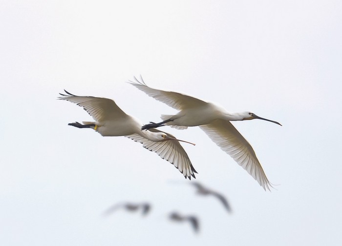 Spoonbill