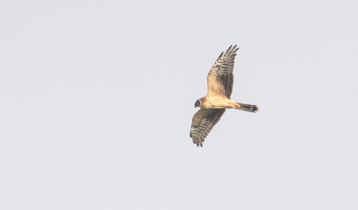 Pallid Harrier