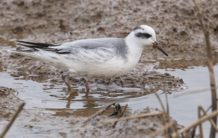 Grey Phalarope