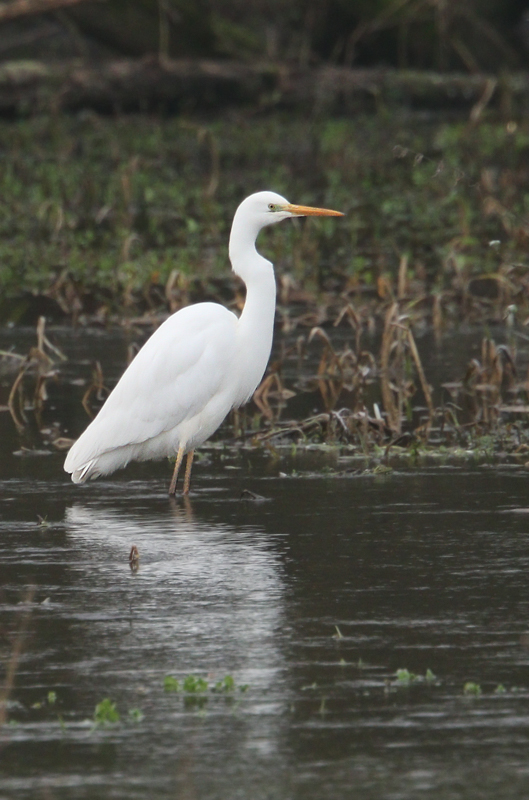 Great White Egret