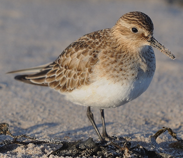 Baird's Sandpiper