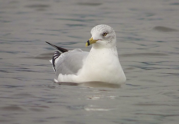 Ring-billed Gull