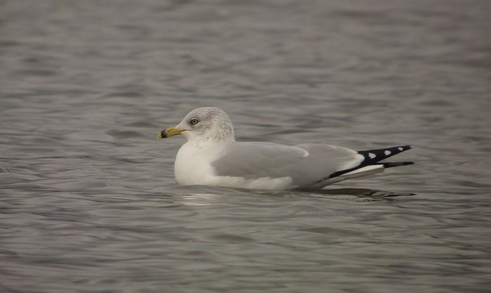 Ring-billed Gull