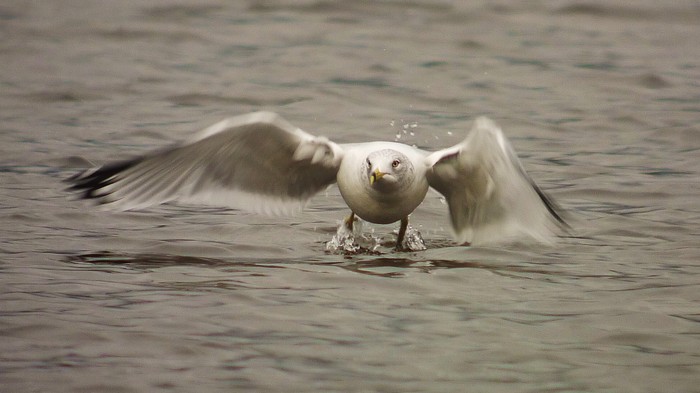 Ring-billed Gull
