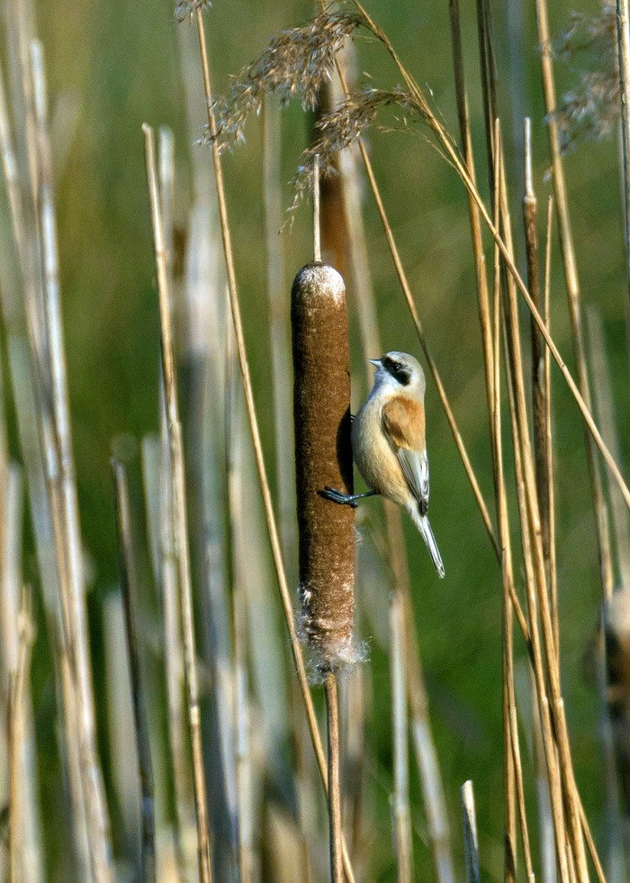Penduline Tit