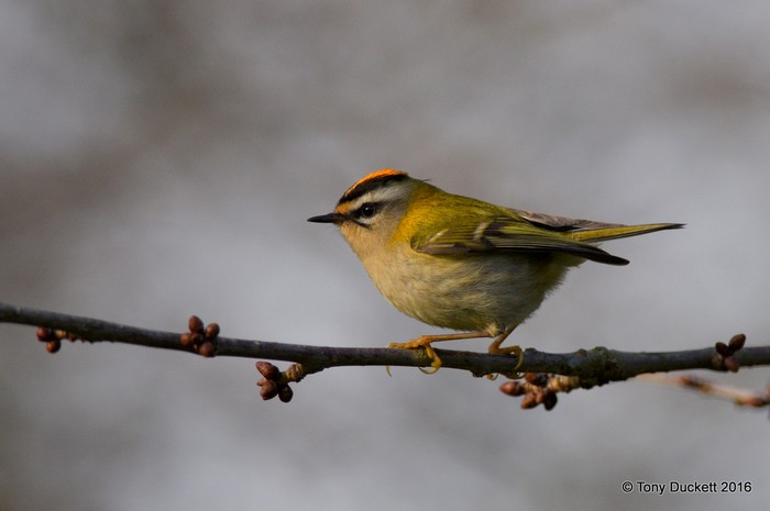 Firecrest